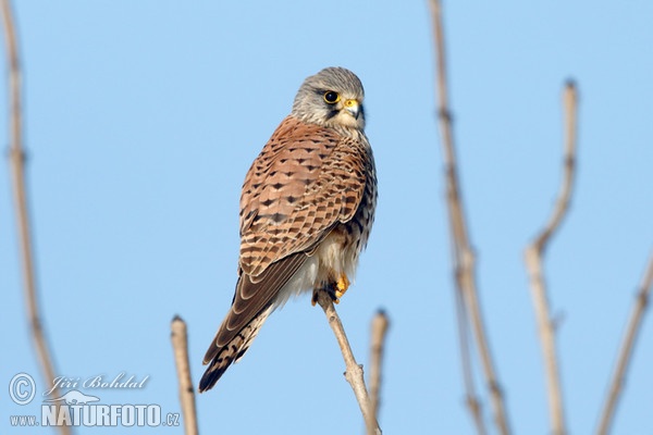 Poštolka obecná (Falco tinnunculus)