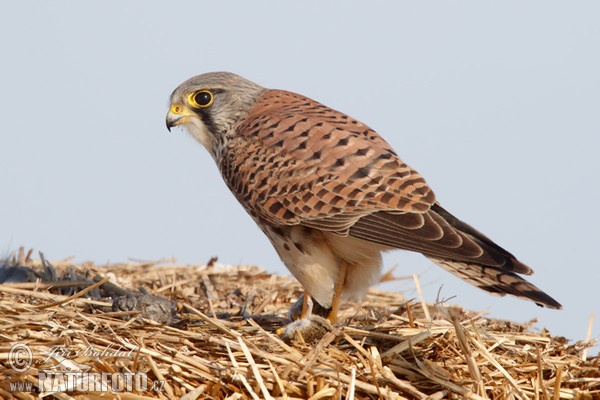 Poštolka obecná (Falco tinnunculus)