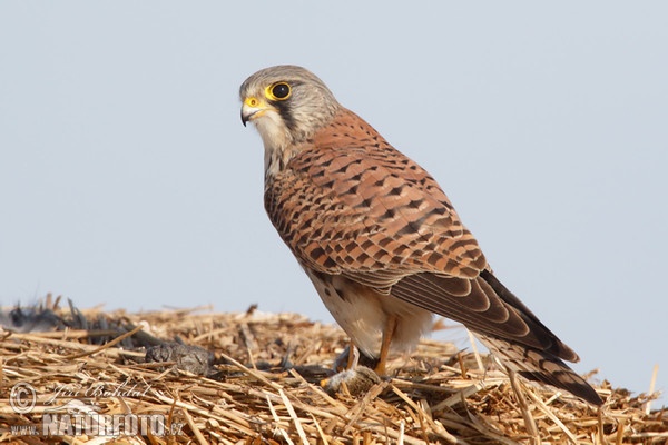 Poštolka obecná (Falco tinnunculus)