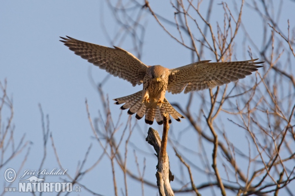 Poštolka obecná (Falco tinnunculus)