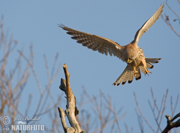 Poštolka obecná (Falco tinnunculus)