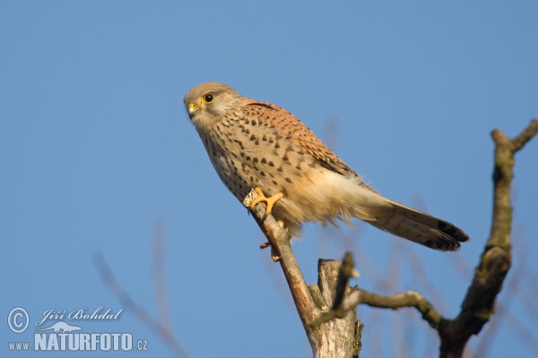 Poštolka obecná (Falco tinnunculus)