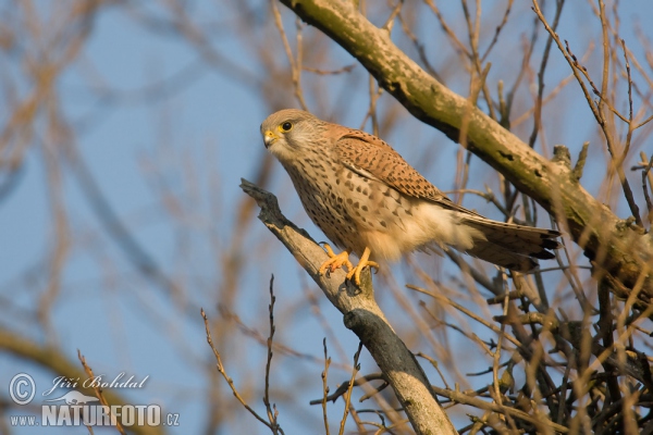 Poštolka obecná (Falco tinnunculus)