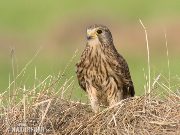 Poštolka obecná (Falco tinnunculus)