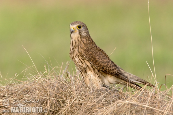 Poštolka obecná (Falco tinnunculus)