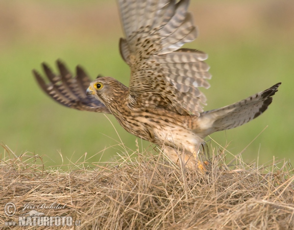 Poštolka obecná (Falco tinnunculus)