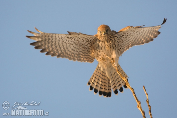 Poštolka obecná (Falco tinnunculus)