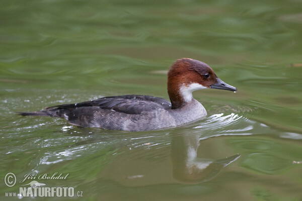 Potápač biely (Mergus albellus)