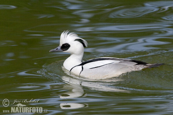 Potápač biely (Mergus albellus)