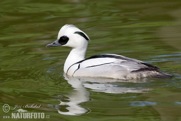 Potápač biely (Mergus albellus)