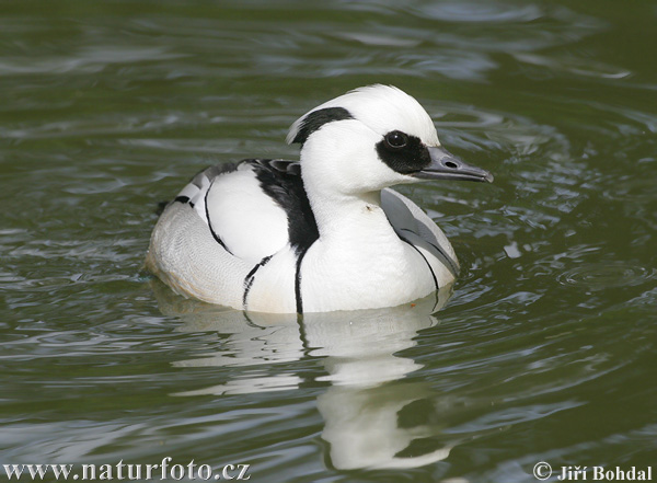 Potápač biely (Mergus albellus)