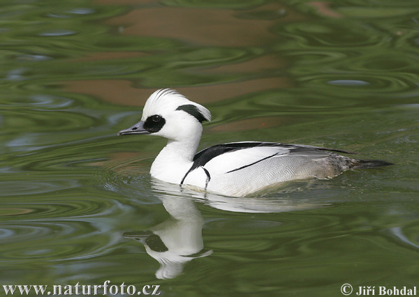 Potápač biely (Mergus albellus)