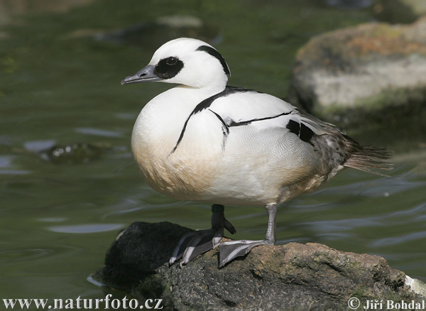 Potápač biely (Mergus albellus)