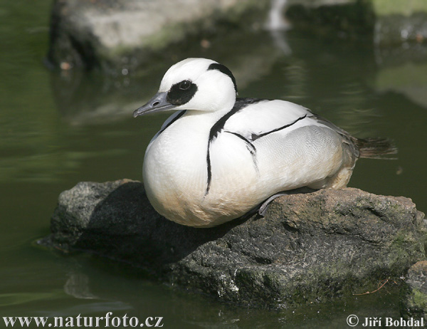 Potápač biely (Mergus albellus)