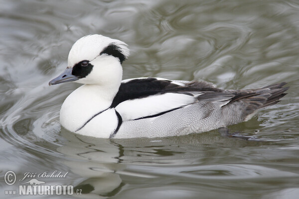 Potápač biely (Mergus albellus)