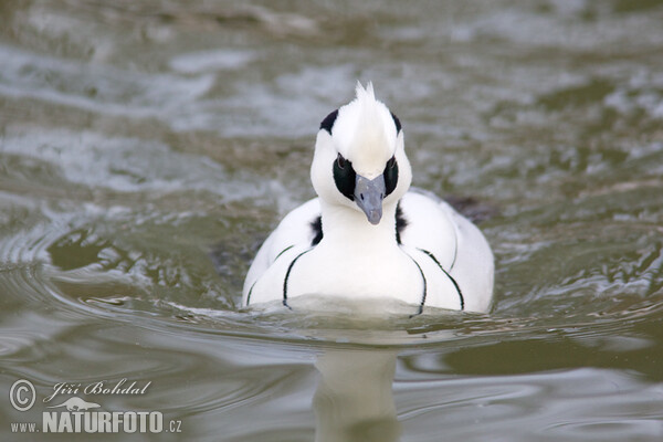 Potápač biely (Mergus albellus)