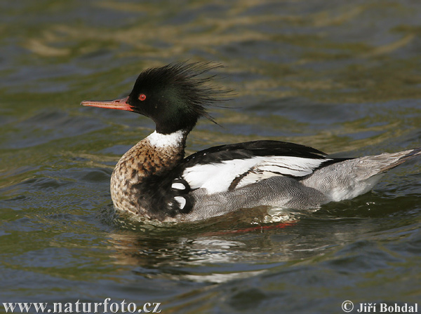 Potápač dlhozobý (Mergus serrator)