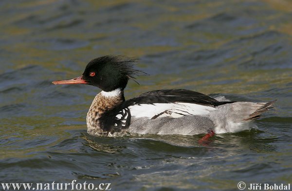 Potápač dlhozobý (Mergus serrator)