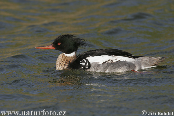 Potápač dlhozobý (Mergus serrator)