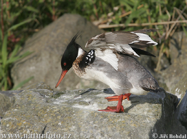 Potápač dlhozobý (Mergus serrator)