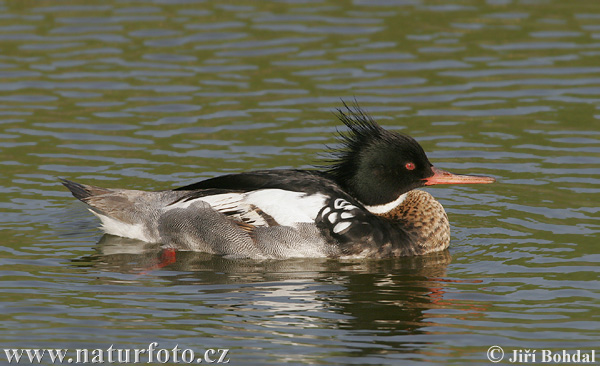 Potápač dlhozobý (Mergus serrator)