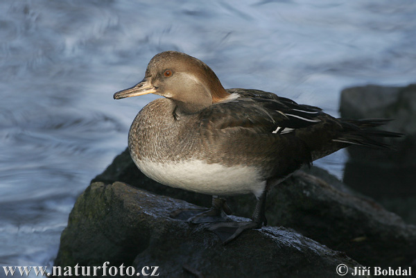 Potápač prilbatý (Mergus cucullatus)