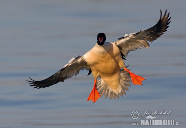 Potápač veľký (Mergus merganser)