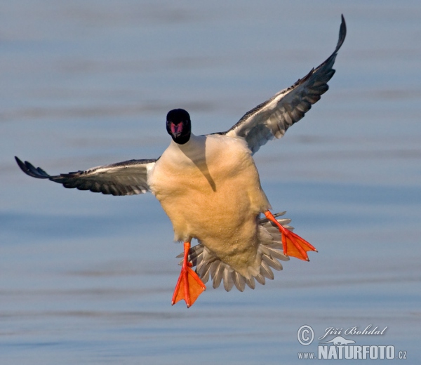 Potápač veľký (Mergus merganser)