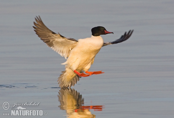 Potápač veľký (Mergus merganser)