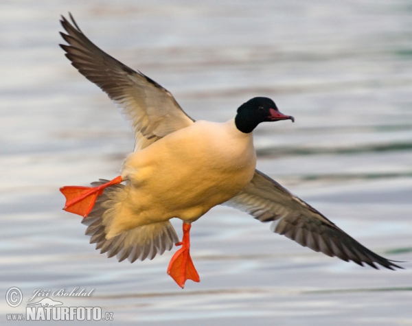 Potápač veľký (Mergus merganser)