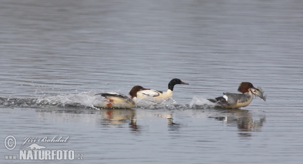 Potápač veľký (Mergus merganser)