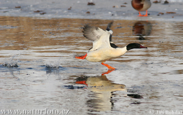 Potápač veľký (Mergus merganser)