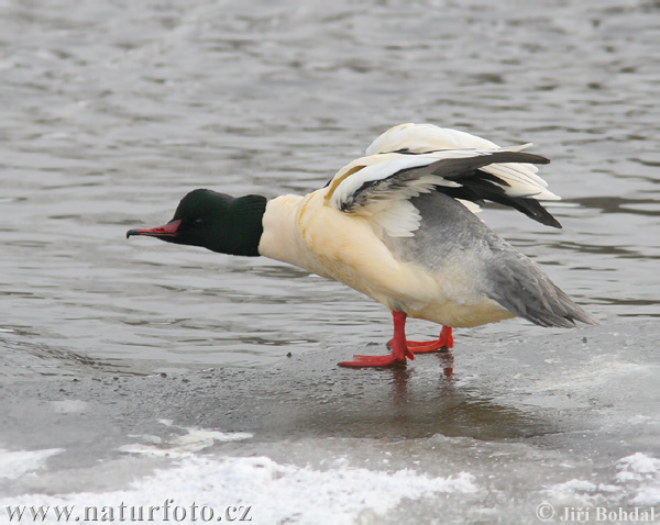 Potápač veľký (Mergus merganser)