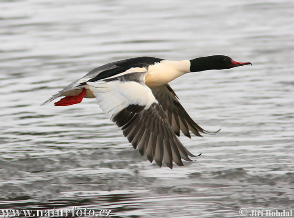 Potápač veľký (Mergus merganser)