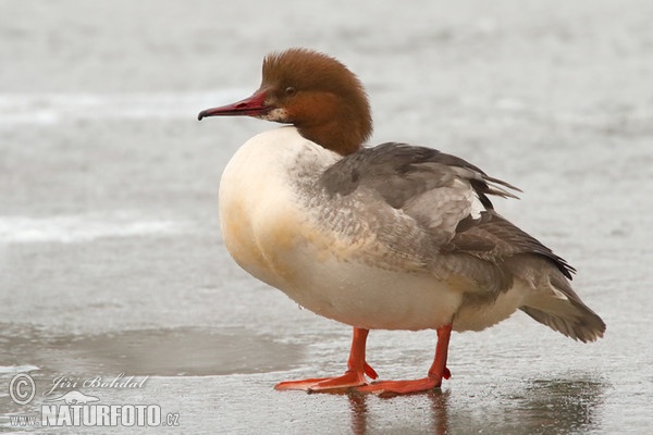 Potápač veľký (Mergus merganser)