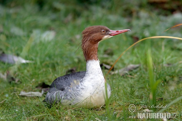 Potápač veľký (Mergus merganser)