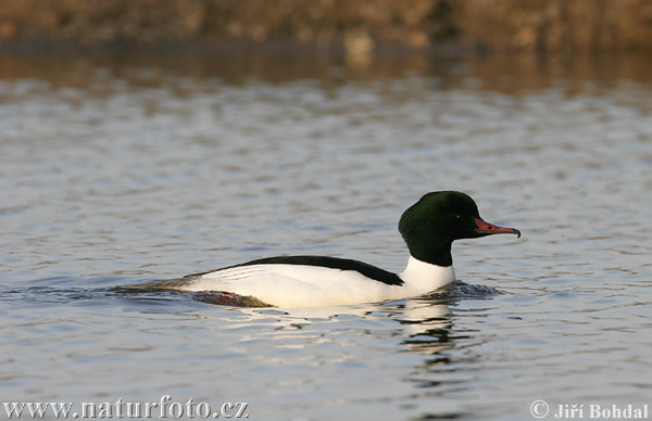 Potápač veľký (Mergus merganser)