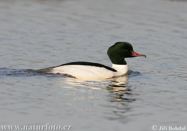 Potápač veľký (Mergus merganser)