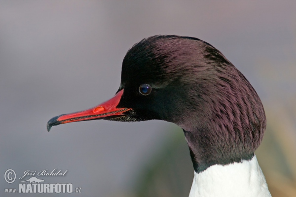 Potápač veľký (Mergus merganser)