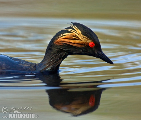 Potápka černokrká (Podiceps nigricollis)