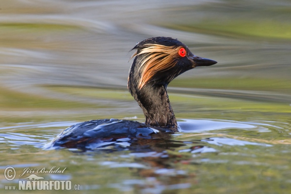 Potápka černokrká (Podiceps nigricollis)