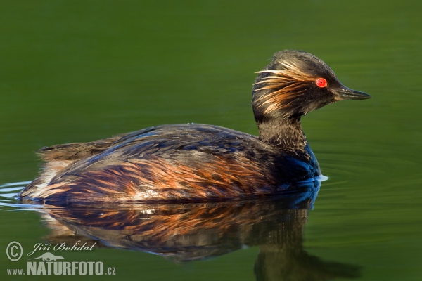 Potápka černokrká (Podiceps nigricollis)