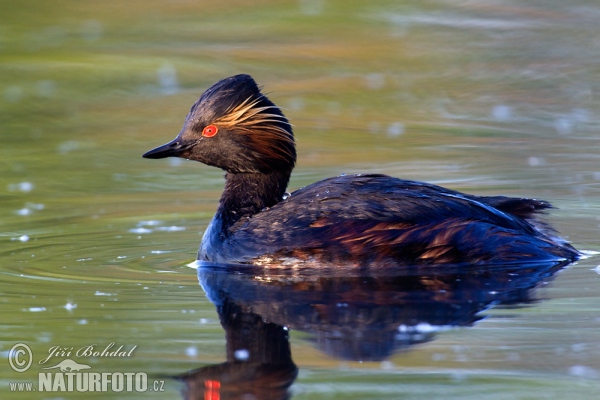 Potápka černokrká (Podiceps nigricollis)