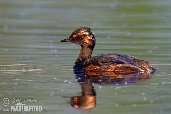 Potápka černokrká (Podiceps nigricollis)