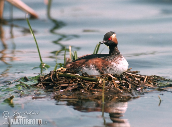 Potápka černokrká (Podiceps nigricollis)