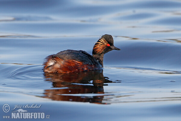 Potápka černokrká (Podiceps nigricollis)