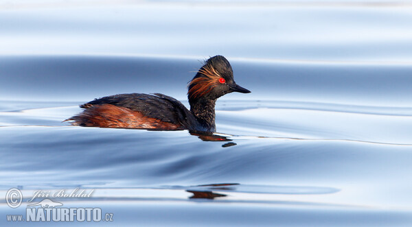 Potápka černokrká (Podiceps nigricollis)