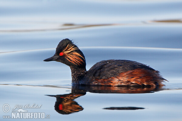 Potápka černokrká (Podiceps nigricollis)