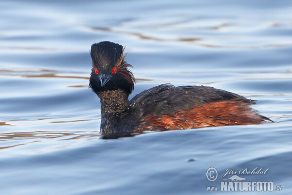 Potápka černokrká (Podiceps nigricollis)