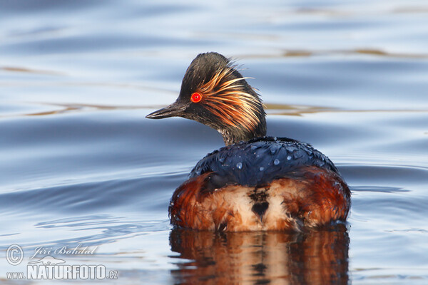 Potápka černokrká (Podiceps nigricollis)